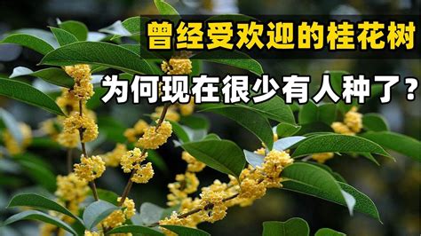 桂花樹 風水|3步驟種出旺宅桂花樹